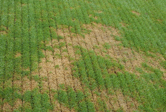 New grass coming up in seeded rows